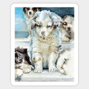 Australian Shepherd Puppies Sticker